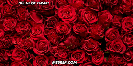 Gül Ne İşe Yarar?