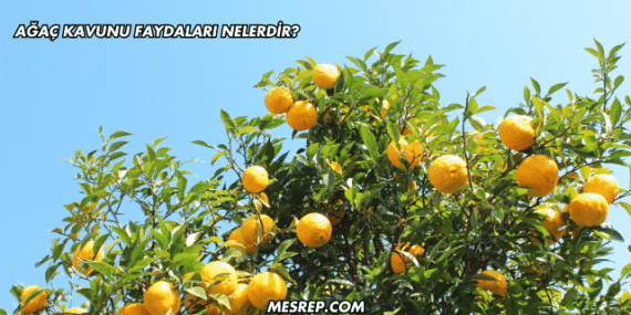 Ağaç Kavunu Faydaları Nelerdir?