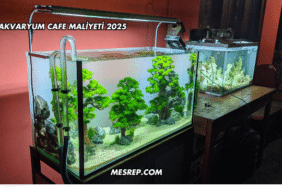 Akvaryum Cafe Maliyeti 2025