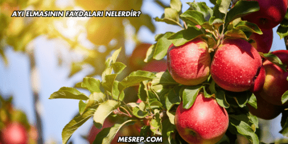 Ayı Elmasının Faydaları Nelerdir?
