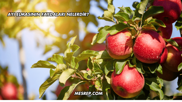 Ayı Elmasının Faydaları Nelerdir?