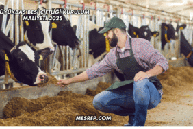Büyükbaş Besi Çiftliği Kurulum Maliyeti 2025