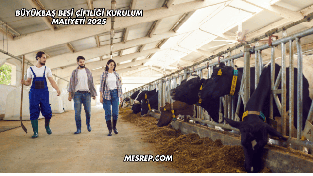 Büyükbaş Besi Çiftliği Kurulum Maliyeti 2025