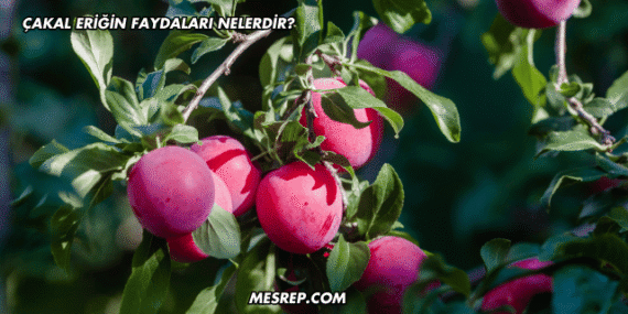 Çakal Eriğin Faydaları Nelerdir?