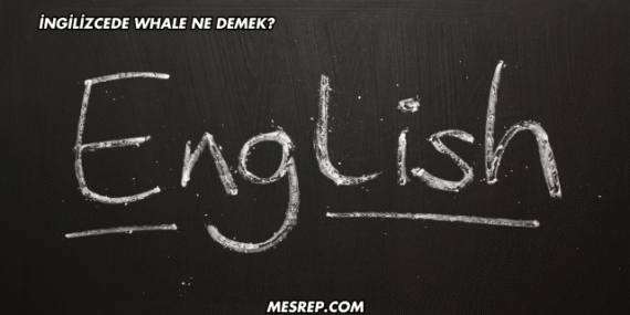 İngilizcede Whale Ne Demek?
