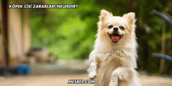 Köpek Çişi Zararları Nelerdir?